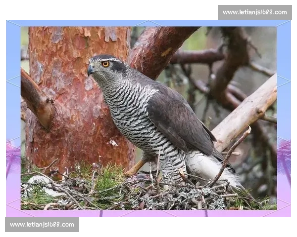 苍鹰vs雕空中霸主对决谁才是真正的天际王者之争生死巅峰较量全景解析